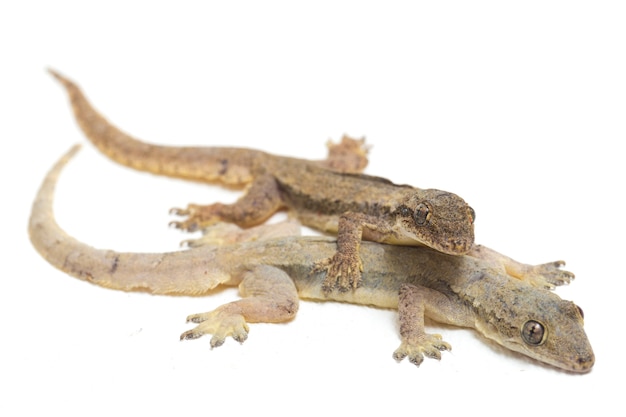 House lizard common gecko isolated on white