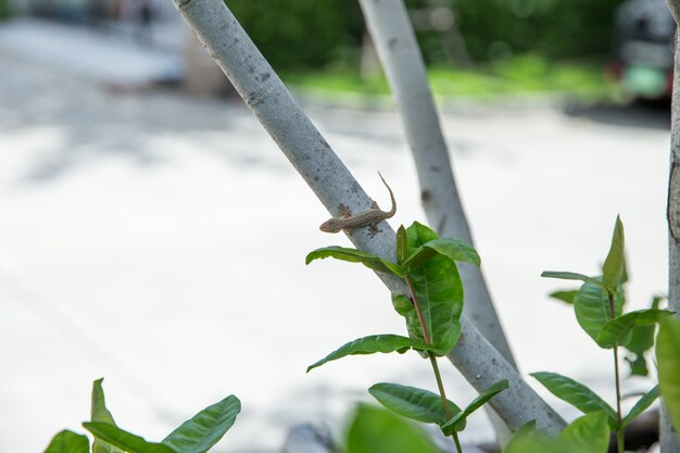 House lizard on tree, focus selective