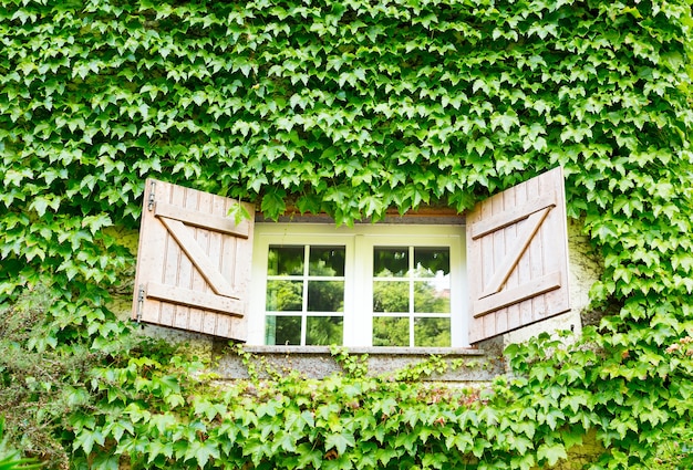 House overgrown with ivy