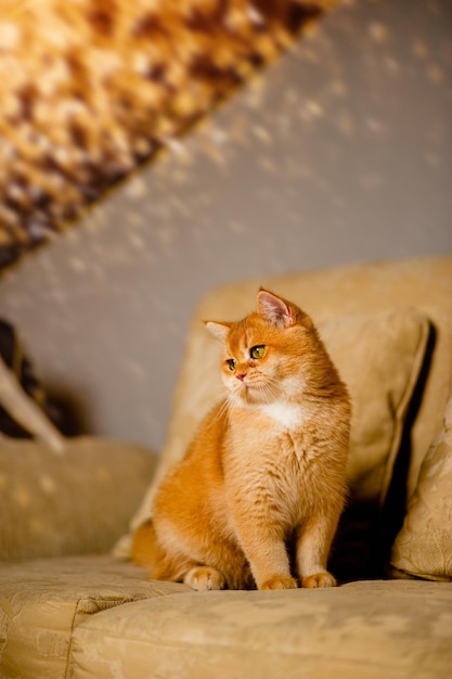 House pet orange cat lounging on the sofa inside the house during the day