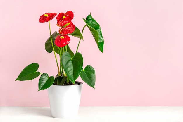 분홍색 배경에 고립 된 흰색 화분에 집 식물 Anthurium