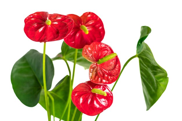 흰색 테이블과 배경에 고립 된 흰색 화분에 집 식물 Anthurium