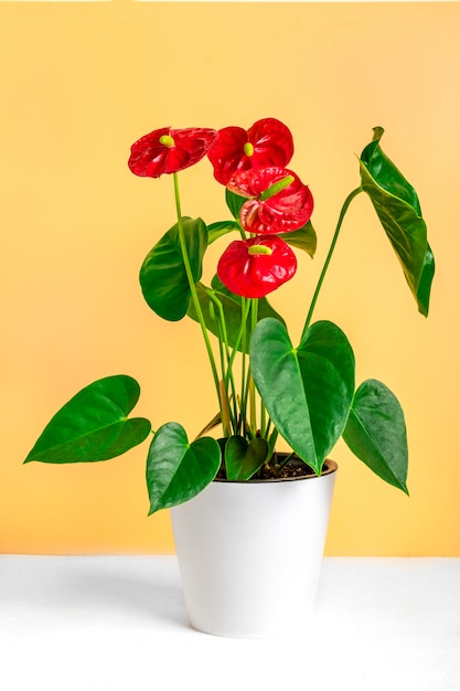 Foto anthurium della pianta della casa in vaso da fiori bianco isolato sulla tavola bianca e sul fondo beige.