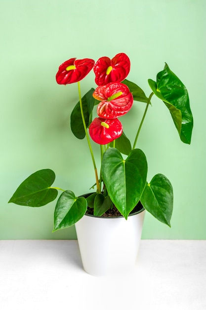 흰색 테이블과 녹색 배경에 고립 된 흰색 화분에 집 식물 Anthurium.