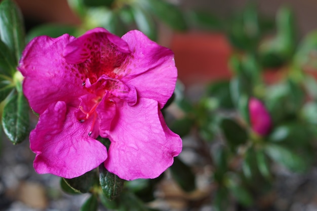 House plant of azalea with pink flower in pot with snow