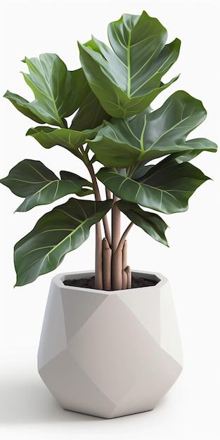 사진 간단한 냄비 흰색의 집 식물 calathea