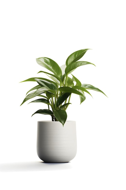 Домашнее растение на керамическом горшке комнатное растение на белом фоне