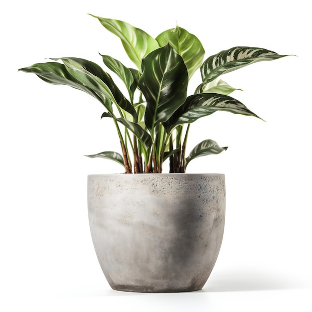 House plant in ceramic pot isolated on white background