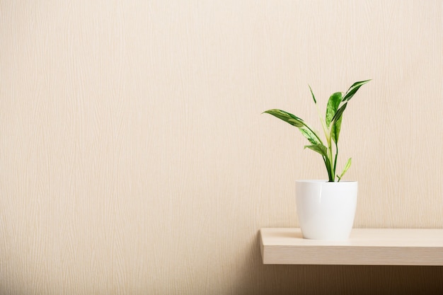 House plant in a flower pot isolated on a wall background