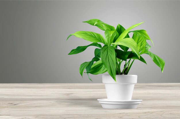 House plant in a flower pot isolated on a white background