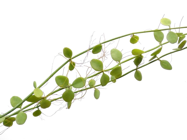 Фото Домашнее растение висит на белом фоне зеленое растение висит на белом фоне