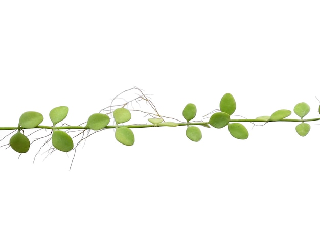 House plant hanging on white background Green plant hanging isolated on white background