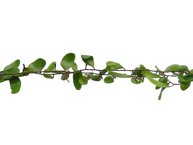 House plant hanging on white background Green plant hanging isolated on white background