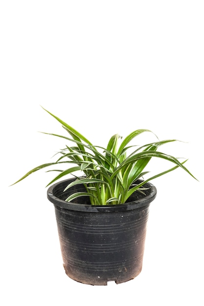 Photo house plant potted plant on white background.