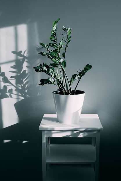 House plant and shadow of flowers in the living room