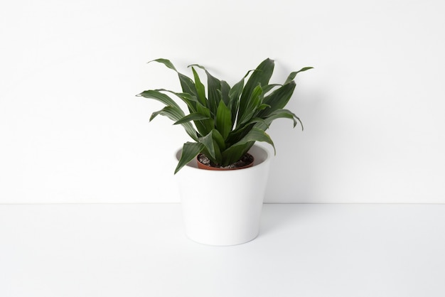 House plant in white pot holder