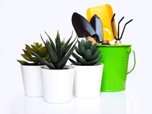 냄비 및 원예 장비 또는 재배용 도구에 선인장이있는 집 식물