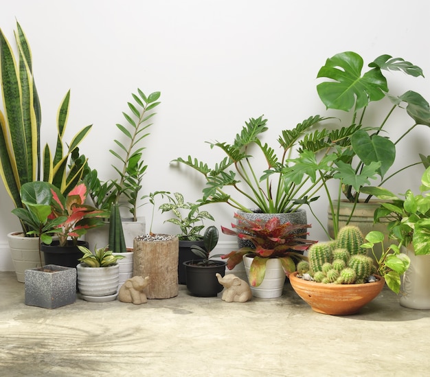 House plants in container on cement floor and elephant statue in roomair purify with Monsteraphilodendron selloum CactusAroid palmZamioculcas zamifoliaFicus LyrataSpotted betelsnake plant