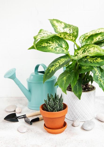 A house plants in flowerpots and green watering can on the  table