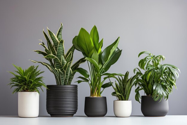 사진 회색 벽 을 은 비 에 있는 집 식물 들