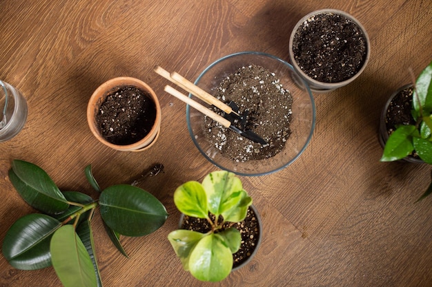 House plants and soil are on the floor for transplanting