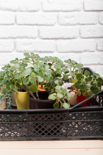 観葉植物、多肉植物