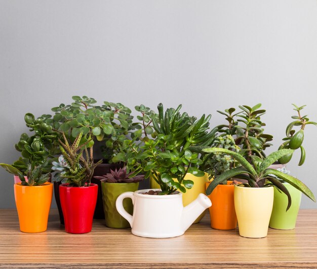 家の植物。多肉植物