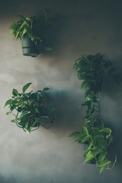 House plants on the wall