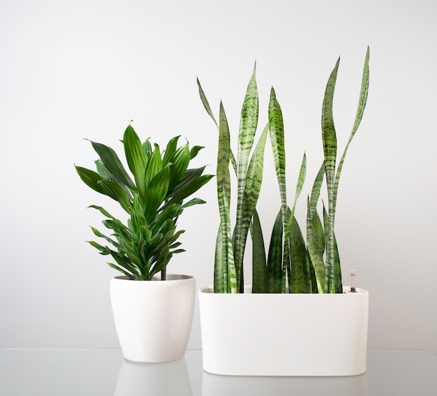 House plants in white pots on the background
of a gray wall