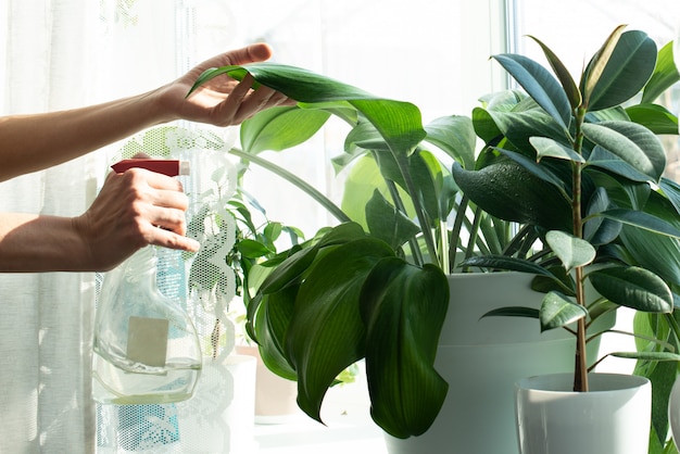 Piante da appartamento su un davanzale. cura delle piante da casa. spruzzare con acqua. cura del giardino. ficus. lavoro da casa. pulizia