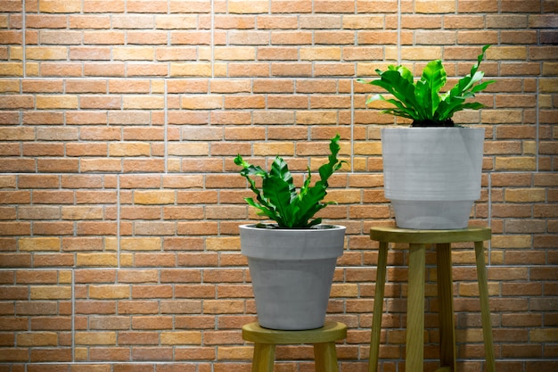 House plants on wooden chair and brick wall tile background for modern home decoration style.