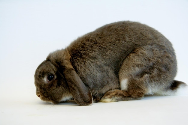 House rabbits of different colors on a white background