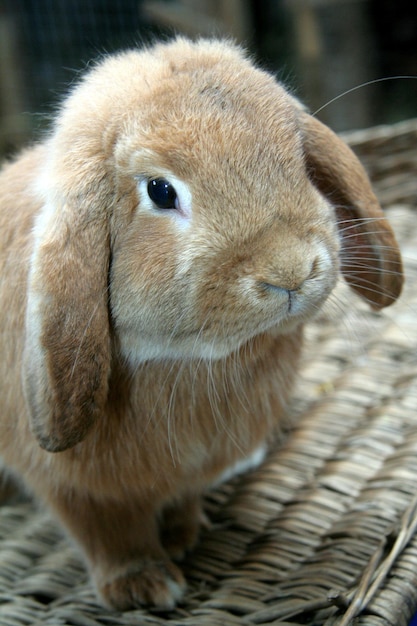 House rabbits of different colors on a white background