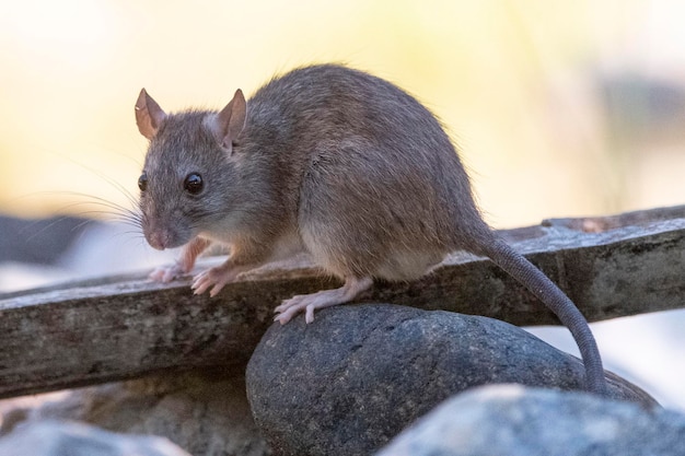 house rat Rattus rattus Malaga Spain