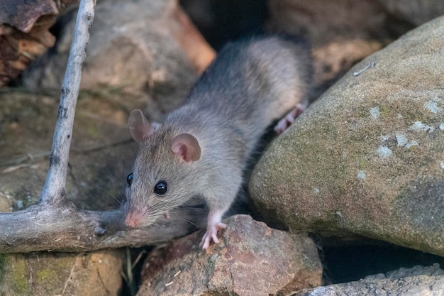 домашняя крыса Rattus rattus Малага Испания