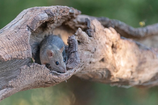 집쥐(Rattus rattus) 말라가, 스페인