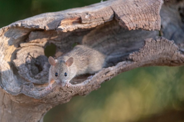 집쥐(Rattus rattus) 말라가, 스페인