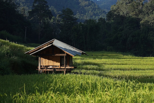 House in rice field