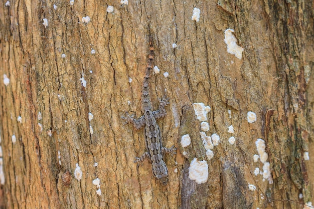 House small lizard on the tree