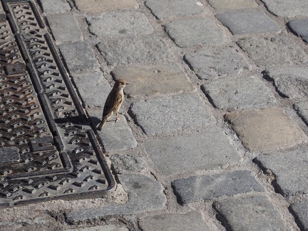 Foto animale dell'uccello del passero domestico