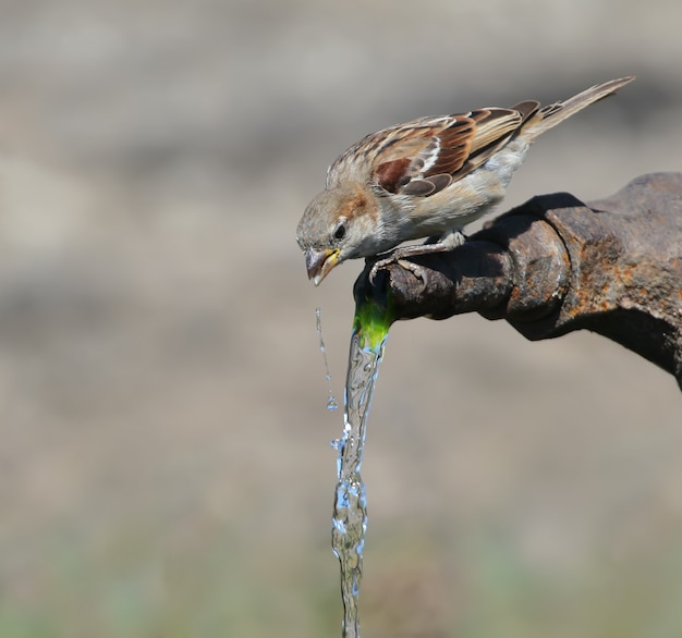 Un passero domestico beve l'acqua del rubinetto. ritratto da vicino