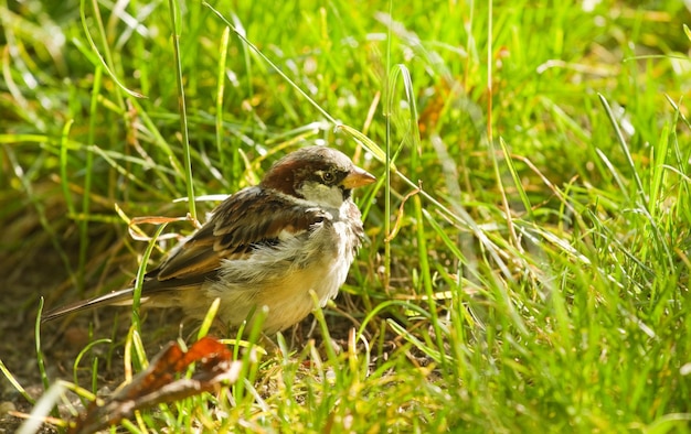 House sparrow or Passer domesticus feeding