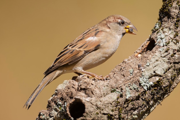 Домовый воробей Passer domesticus Малага Испания