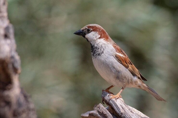 집 참새 Passer domesticus 말라가 스페인