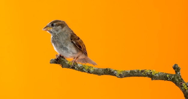 House Sparrow, Passer domesticus, perched on a branch in front of an orange background