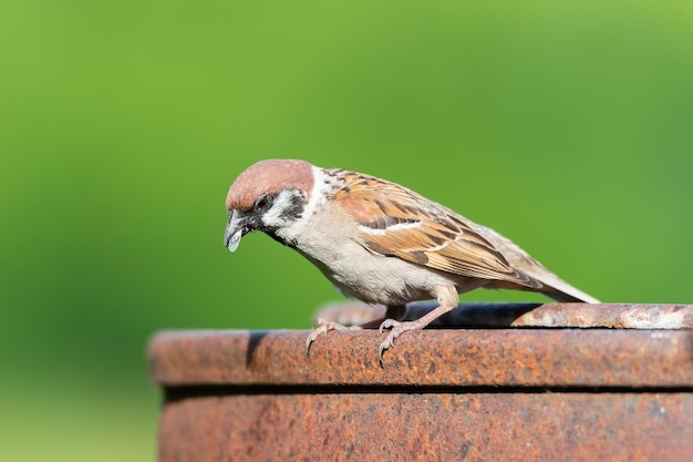 House Sparrow passer domesticus perched on branch