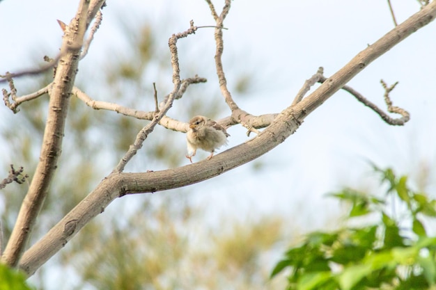 House Sparrow Perched on Branch in Soft Focus