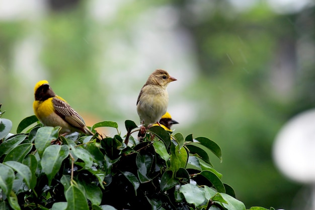 Photo house sparrow