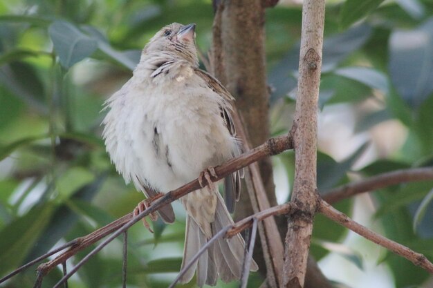 Photo house sparrow