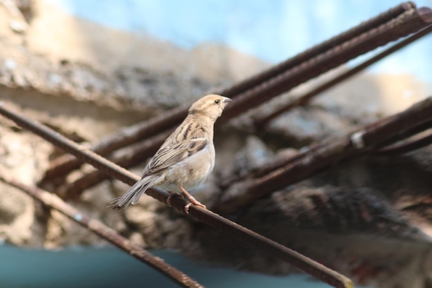 Photo house sparrow